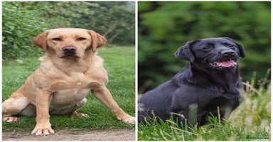 Labrador Retriever dogs - Advert 2