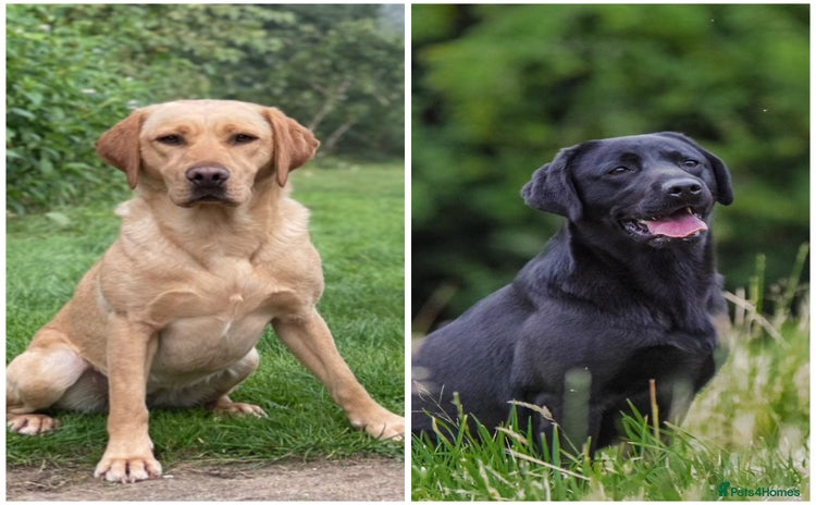 Labrador Retriever dogs - Advert 2