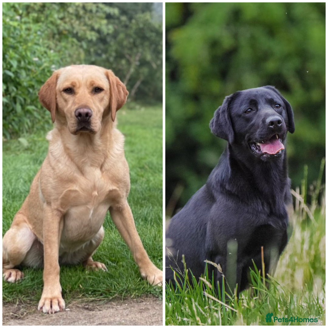 Labrador Retriever dogs for sale: 🐾🚨Litter announcement🚨🐾 - Image 1