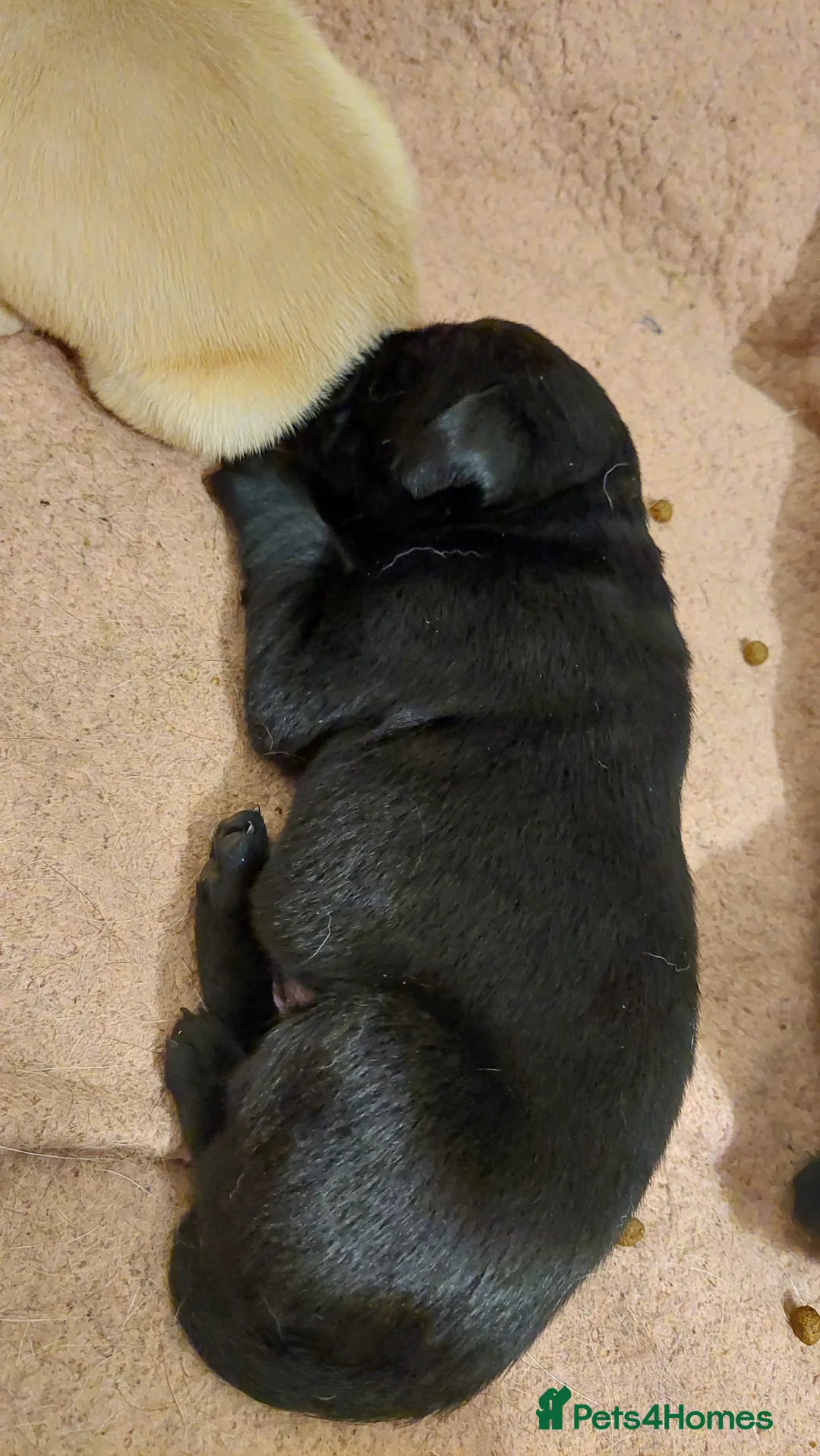 Labrador Retriever dogs for sale: Pedigree labrador puppies for sale  - Advert 17