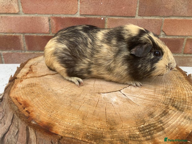 Guinea Pig rodents - Advert 12