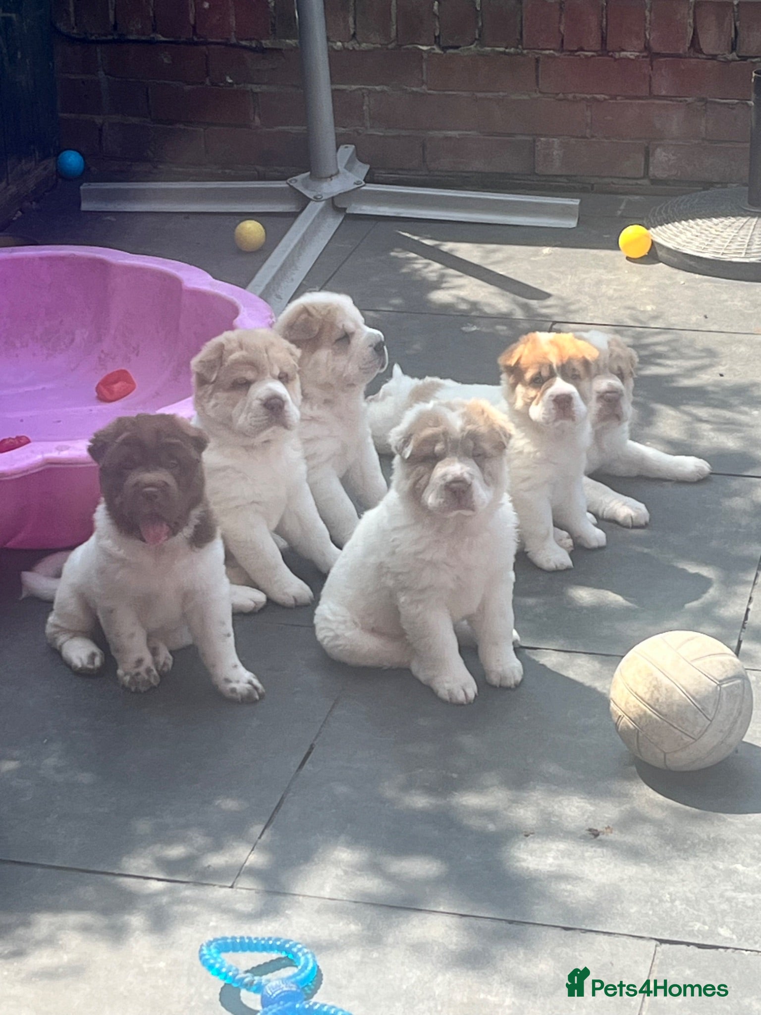 Shar Pei dogs Ready now !!! flower bear coats kc - Advert 1