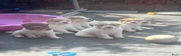 Shar Pei dogs for sale: Ready now !!! flower bear coats kc - Advert 1