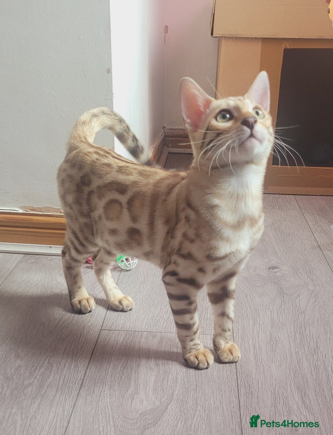 Bengal cats for sale: Bengal kittens (Tica regi.) 2 boys left - Image 5