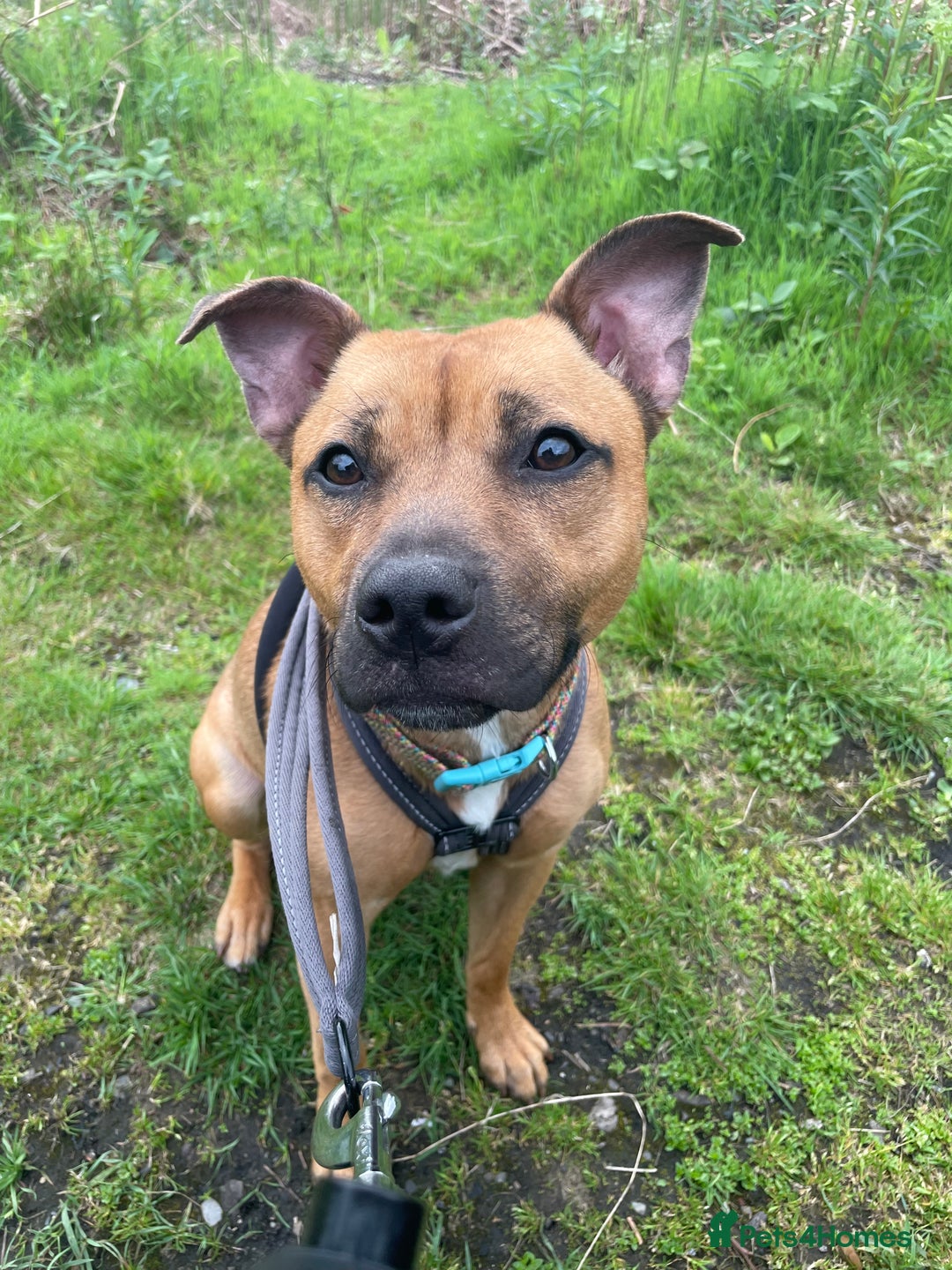 Staffordshire Bull Terrier dogs for sale: 2 Year Old Staffy - READ DESCRIPTION - Image 6