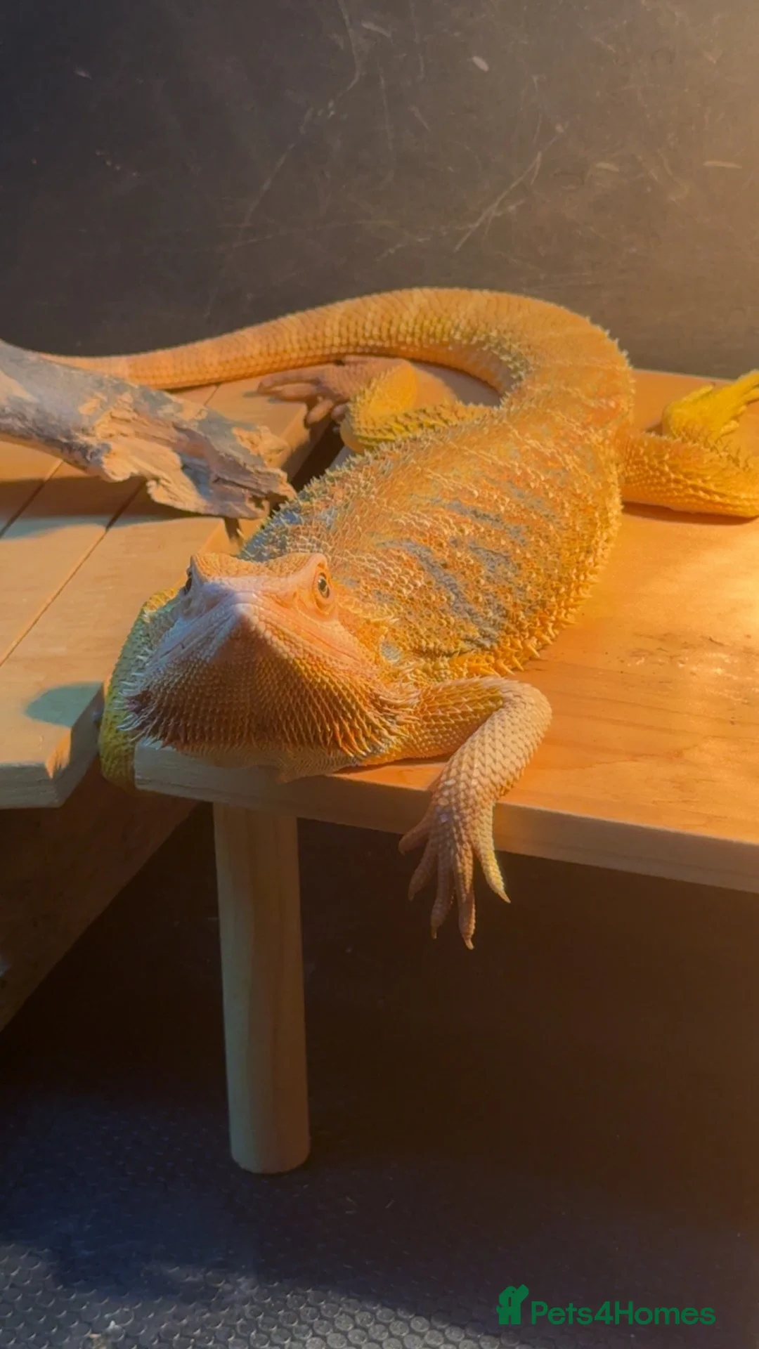 Bearded Dragon reptiles for sale: MaleBearded dragon 1year old  - Advert 2
