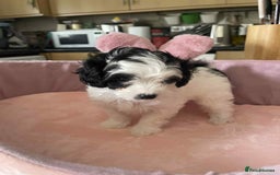 Maltipoo dogs for sale: Maltipoo puppies for sale  - Image 4