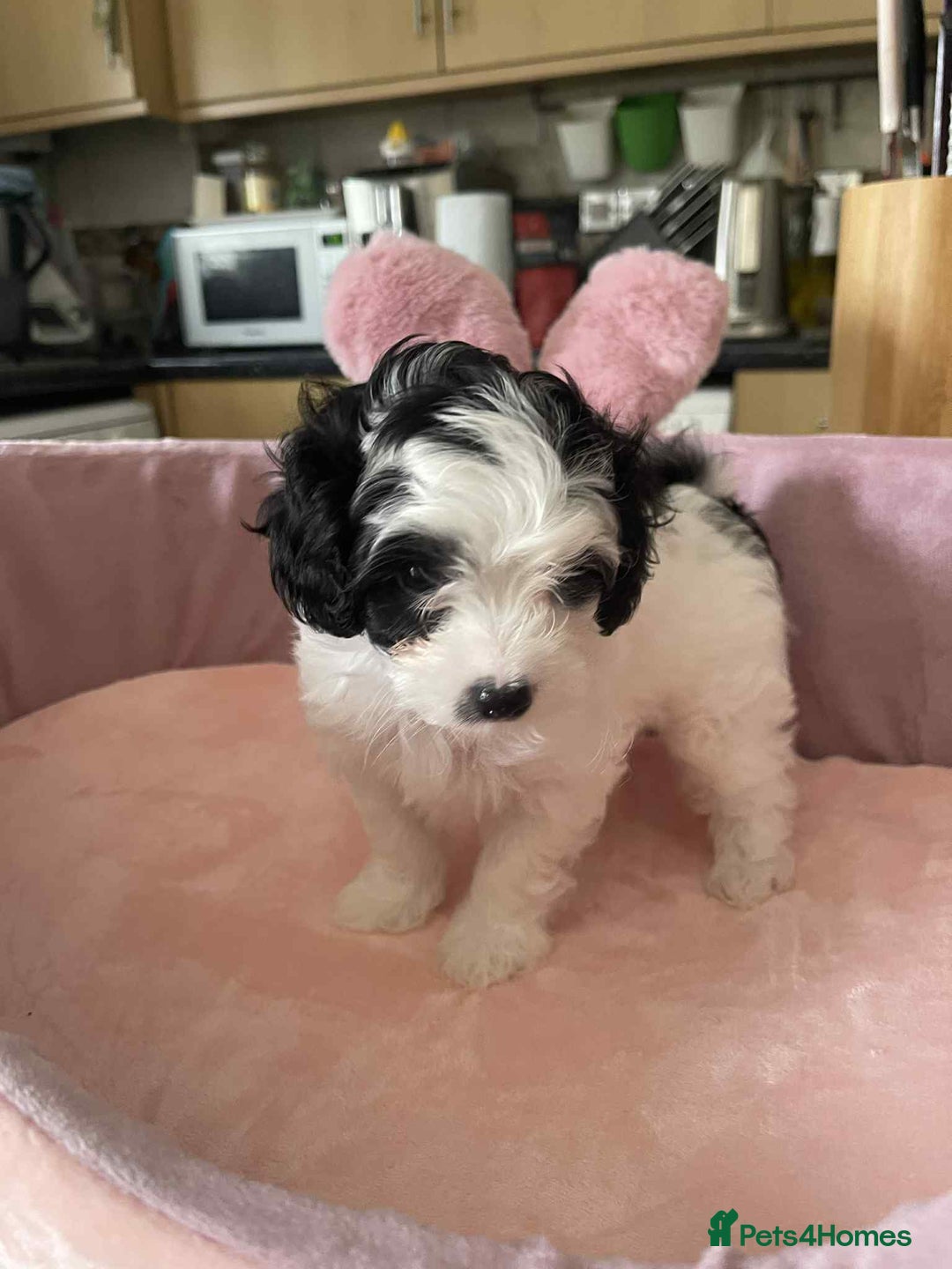 Maltipoo dogs for sale: Maltipoo puppies for sale  - Image 4