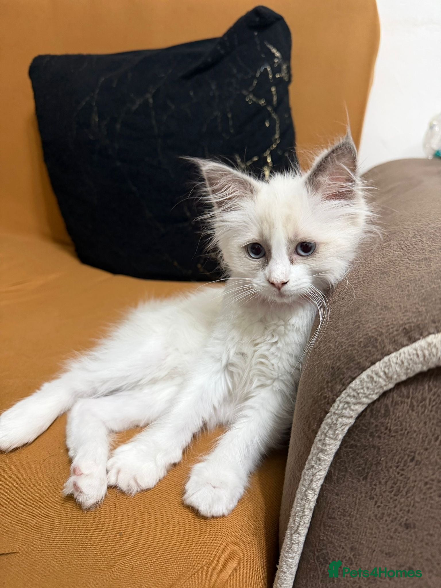 Ragdoll cats RAGDOLL BICOLOUR FEMALE KITTEN *AVAILABLE* - Advert 18