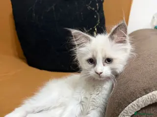 Ragdoll cats RAGDOLL BICOLOUR FEMALE KITTEN *AVAILABLE* - Advert 18