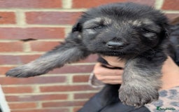 German Shepherd dogs for sale: Rare long-haired German shepherd puppies for sale - Advert 4