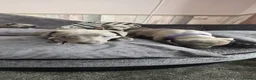 Whippet dogs for sale: Beautiful all blue litter whippet puppies  - Advert 17
