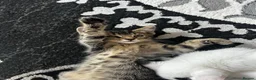 Mixed Breed cats for sale: Mixed breed - Advert 8