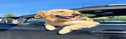 Golden Retriever dogs for sale: Beautiful Golden Retriever Pups - Advert 1