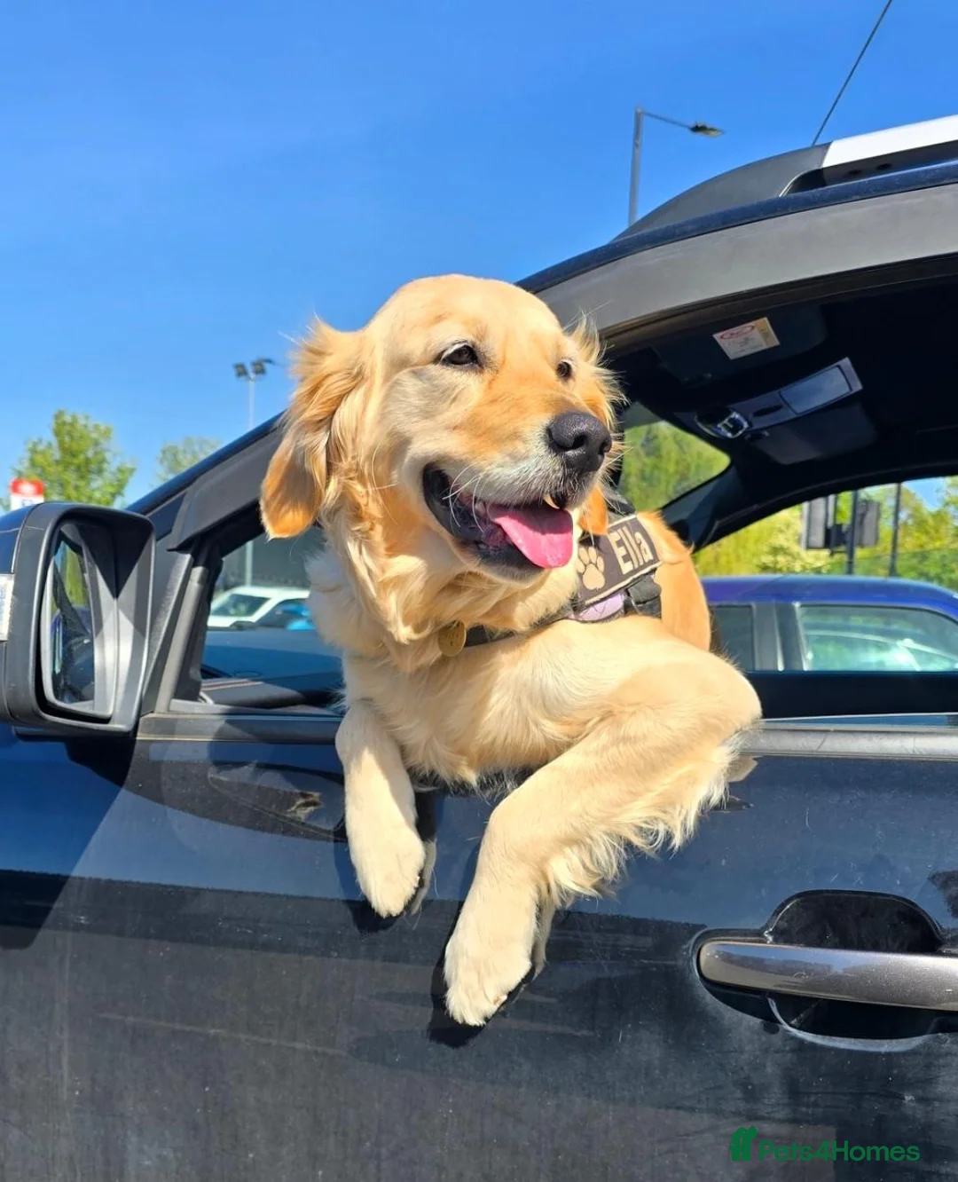 Golden Retriever dogs for sale: Beautiful Golden Retriever Pups - Advert 1