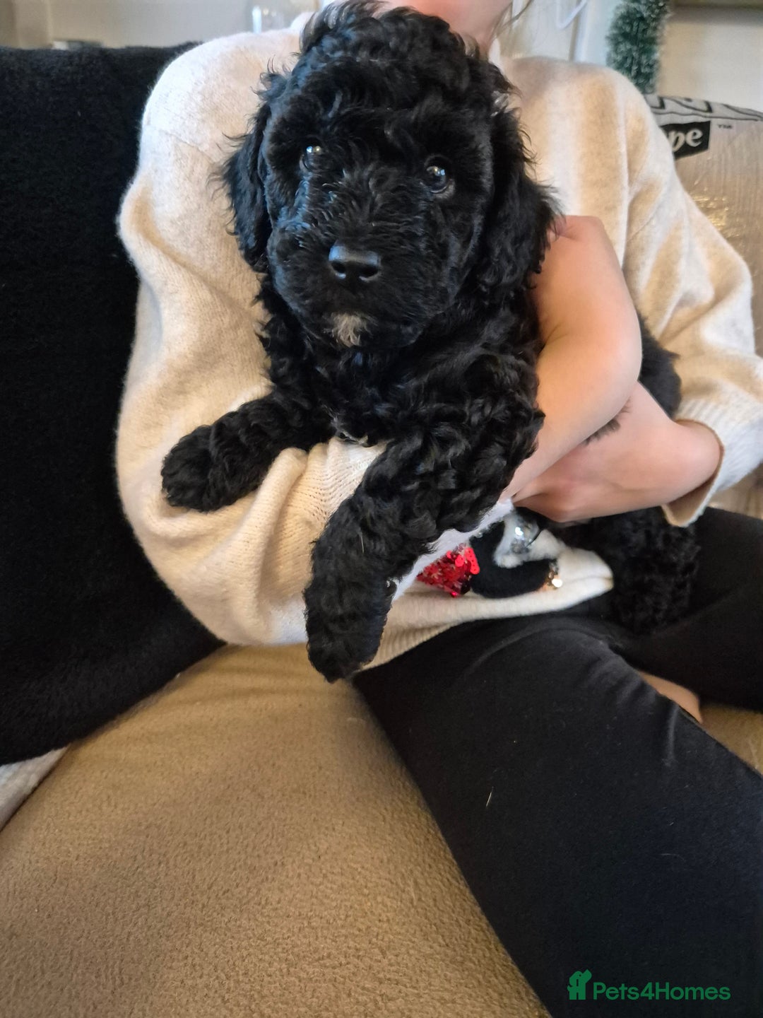 Miniature Poodle dogs for sale: All have been reserved! miniature poodle left - Advert 10