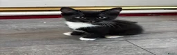 Mixed Breed cats for sale: 2 kittens for sale  - Advert 7