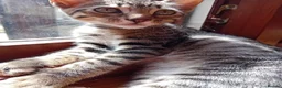 Bengal cats for sale: 🧡 Kitten Seeking One Well-Trained Human... 🐾 - Advert 11
