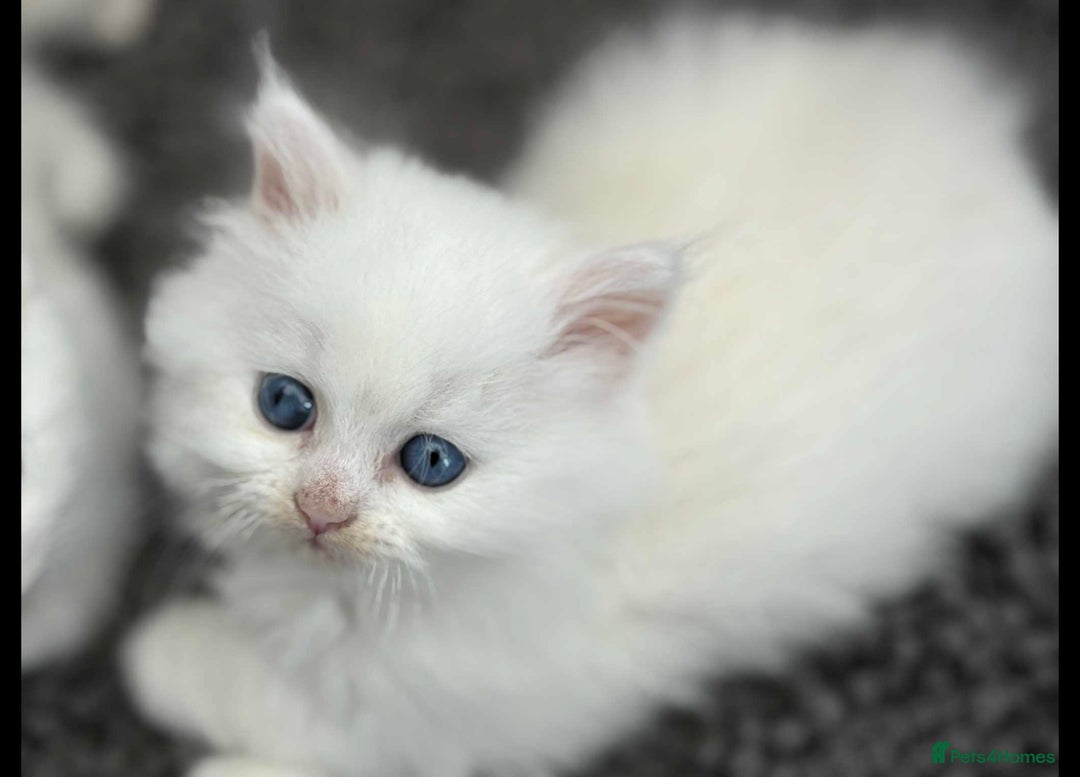 Persian cats for sale: 3 white half Persian kittens, ready soon - Image 4
