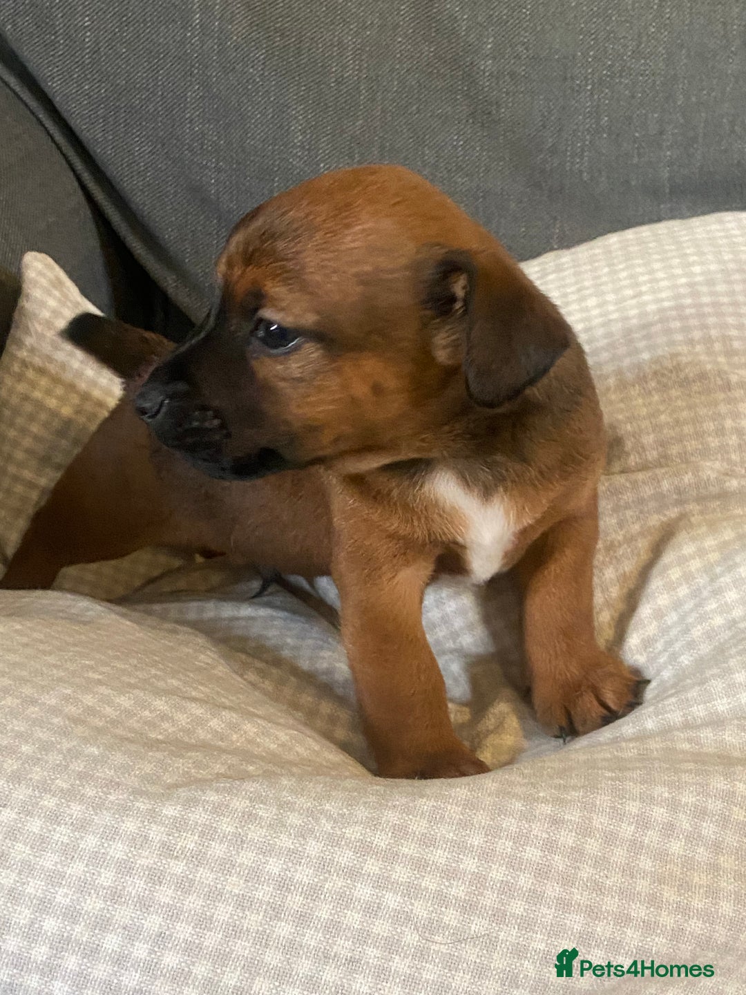 Jack Russell dogs for sale: Stunning Jack Russell Puppies - Advert 14