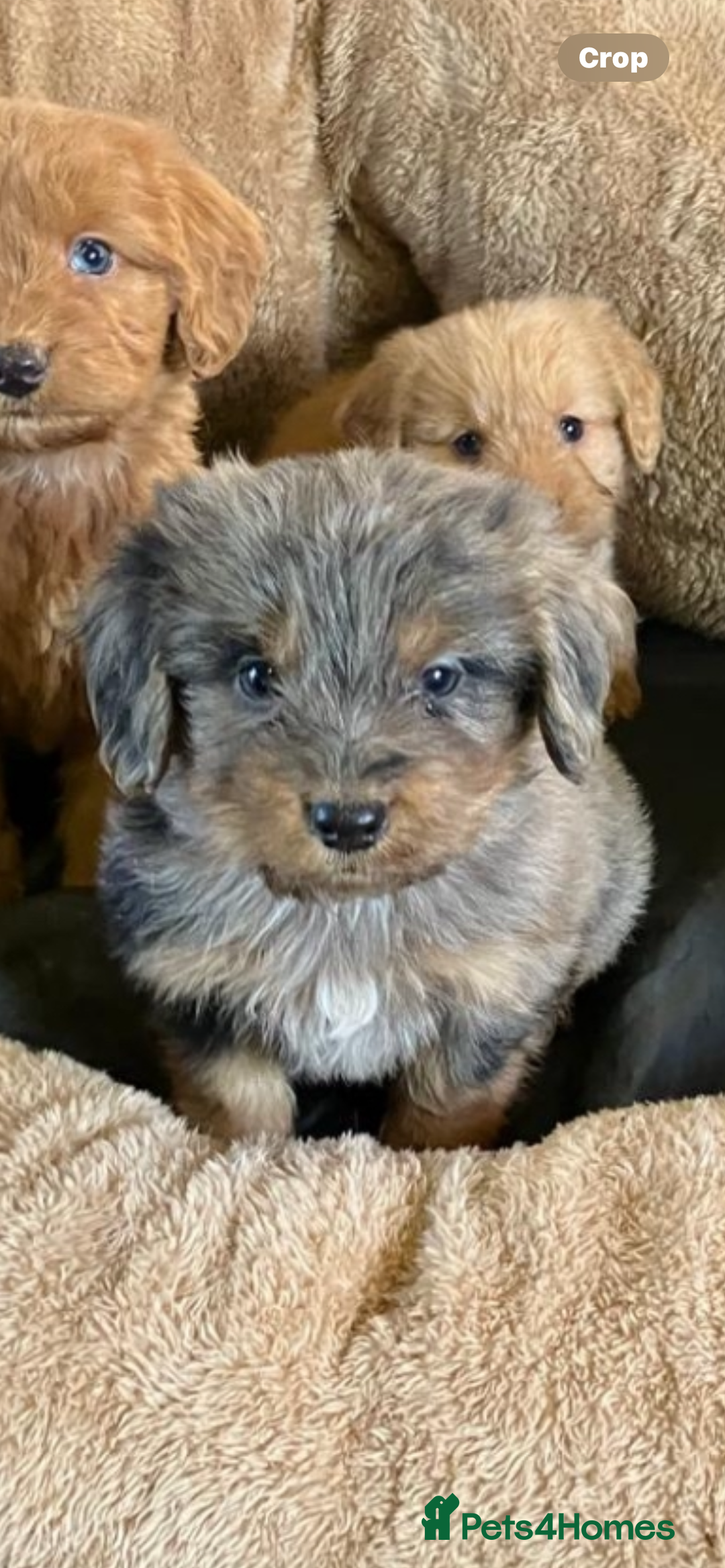 Cockapoo dogs for sale: Cockapoos  - Advert 6