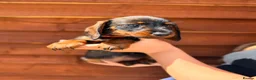 Miniature Dachshund dogs for sale: 🐾Exceptional wired haired dachshunds  🐾 - Advert 30