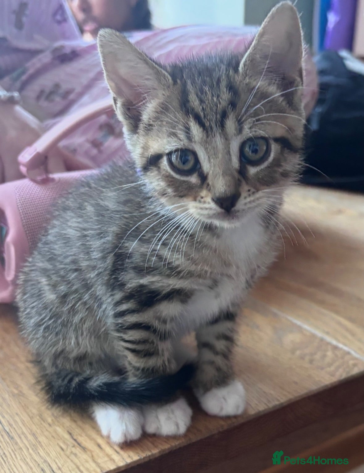 Mixed Breed cats Gorgeous tabby boy kitten - Advert 6