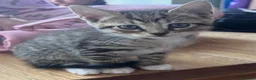 Mixed Breed cats for sale: Gorgeous tabby boy kitten - Advert 1