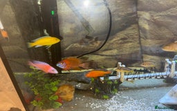 Cichlids fish for sale: Tank and fish  - Image 7