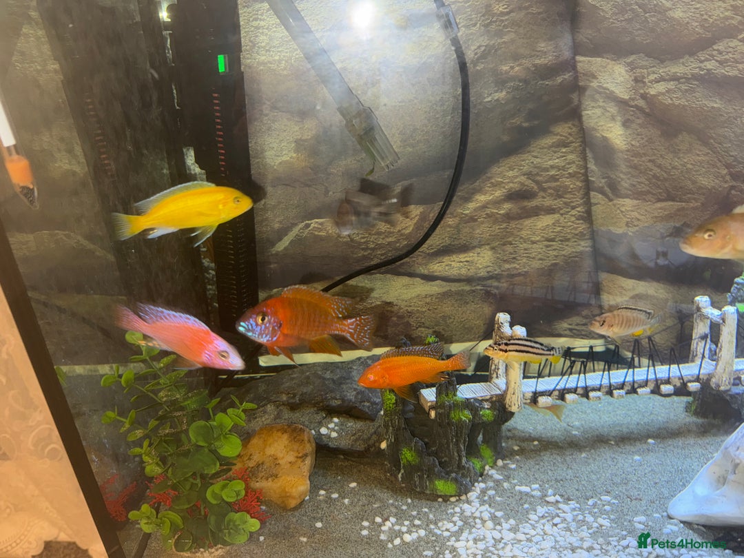 Cichlids fish for sale: Tank and fish  - Image 7