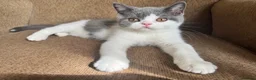 British Shorthair cats for sale: TICA Registered BritishShorthairKittens  Ready now - Advert 6