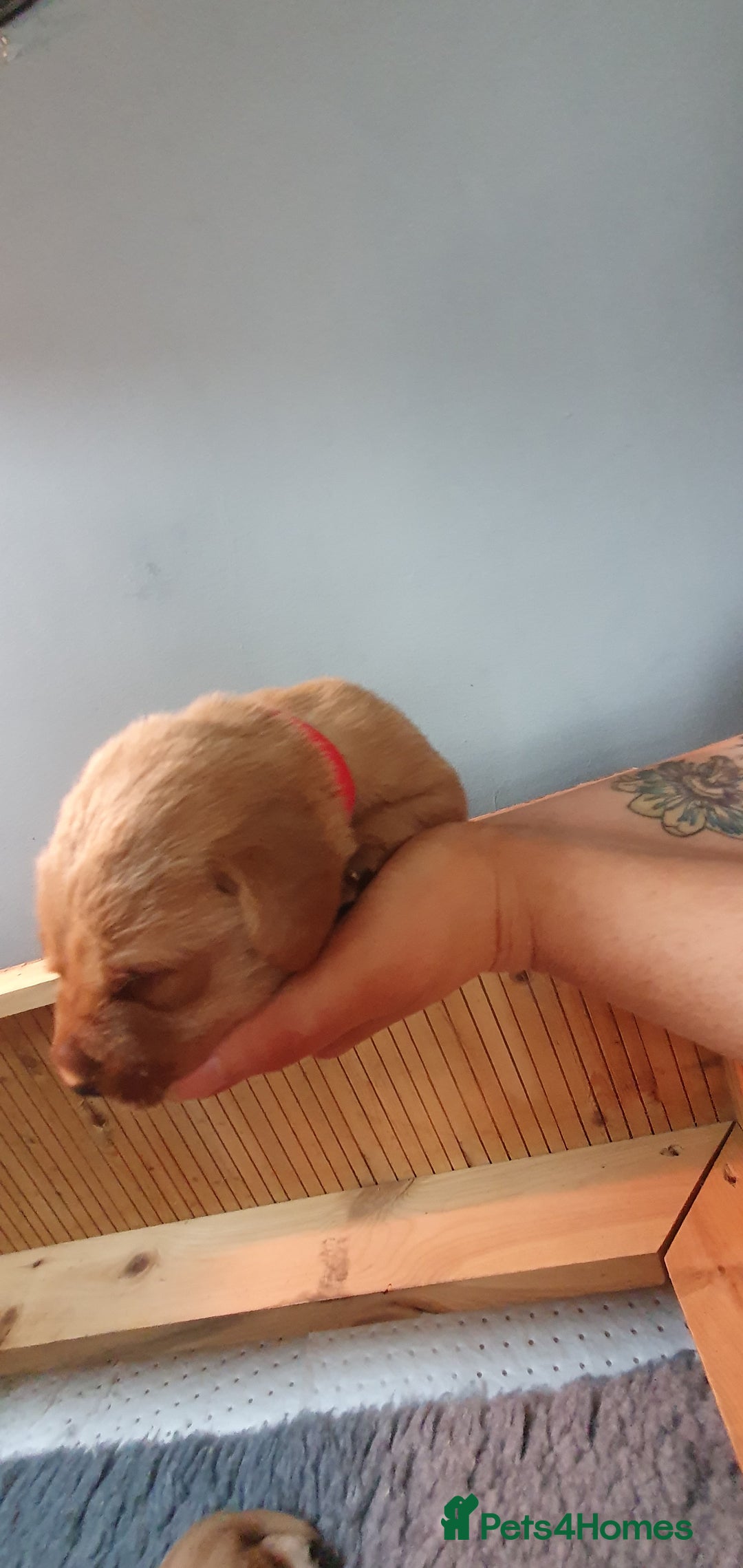 Labrador Retriever dogs for sale: Fox red Labrador - Image 9