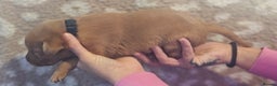 Labrador Retriever dogs for sale: KC Fox Red Labrador Puppys - Advert 29