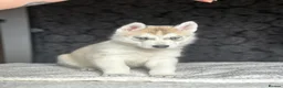 Siberian Husky dogs for sale: Husky puppies for sale - Advert 9
