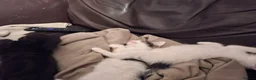Mixed Breed cats for sale: 3 adorable little boys. in Mountain Ash - Advert 8
