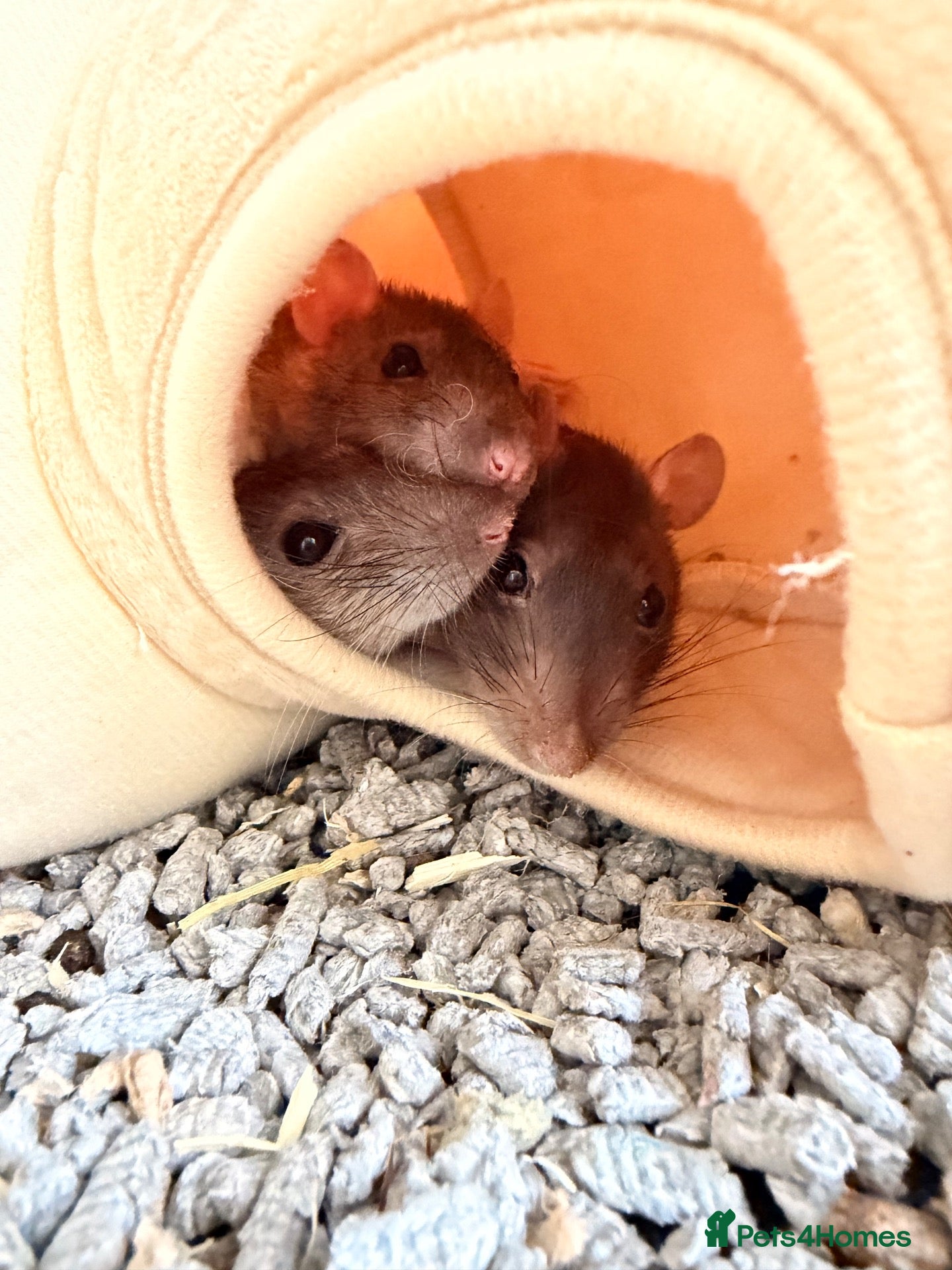 Rat rodents 3 female rats - Advert 3