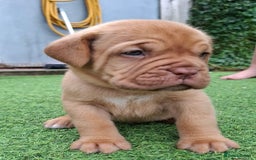 Dogue De Bordeaux dogs for sale: Dogue de Bordeaux pups  - Image 12