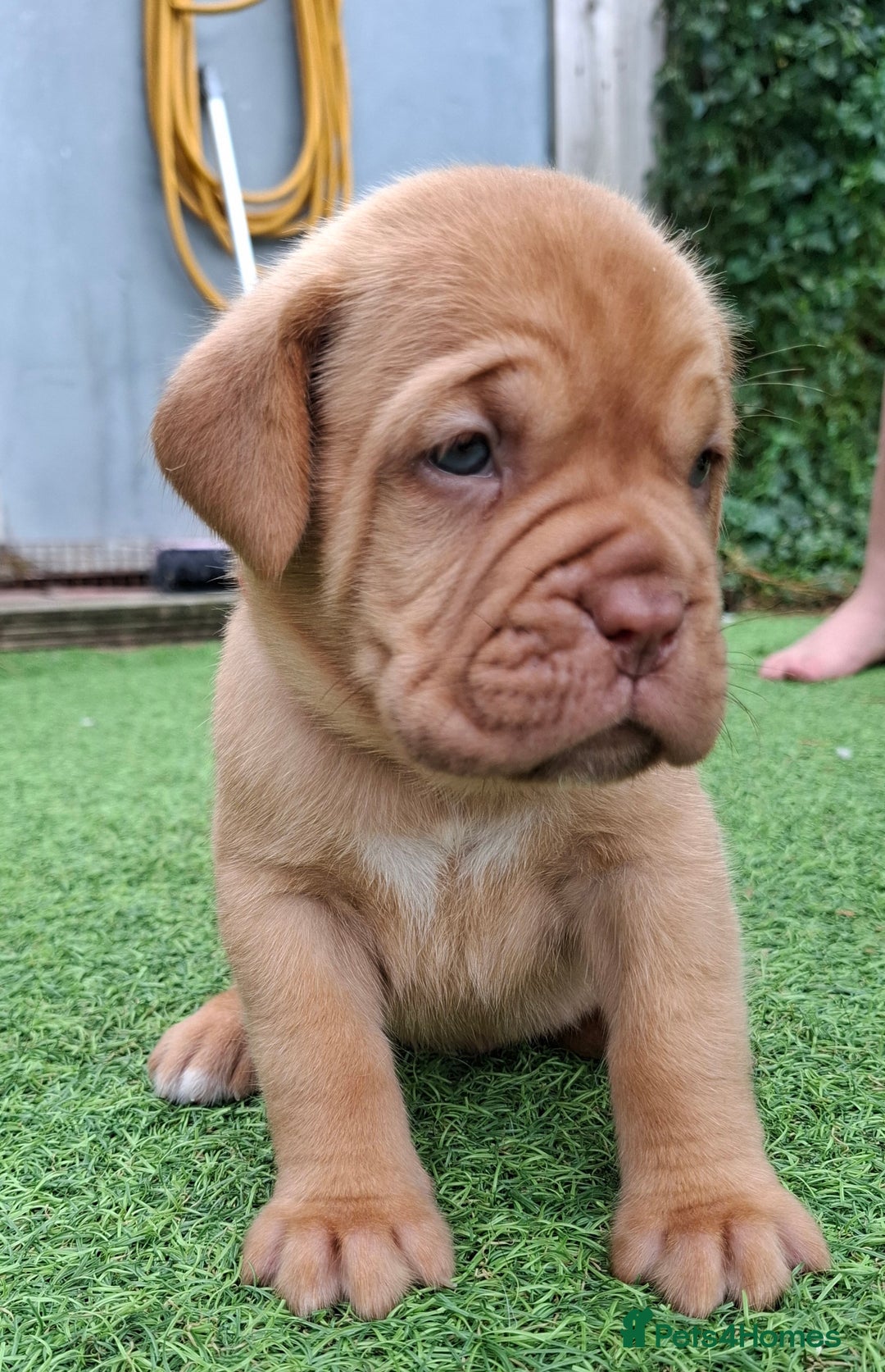 Dogue De Bordeaux dogs for sale: Dogue de Bordeaux pups  - Image 12