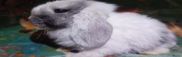 Mini Lop rabbits for sale: Baby Mini Lops - Advert 7