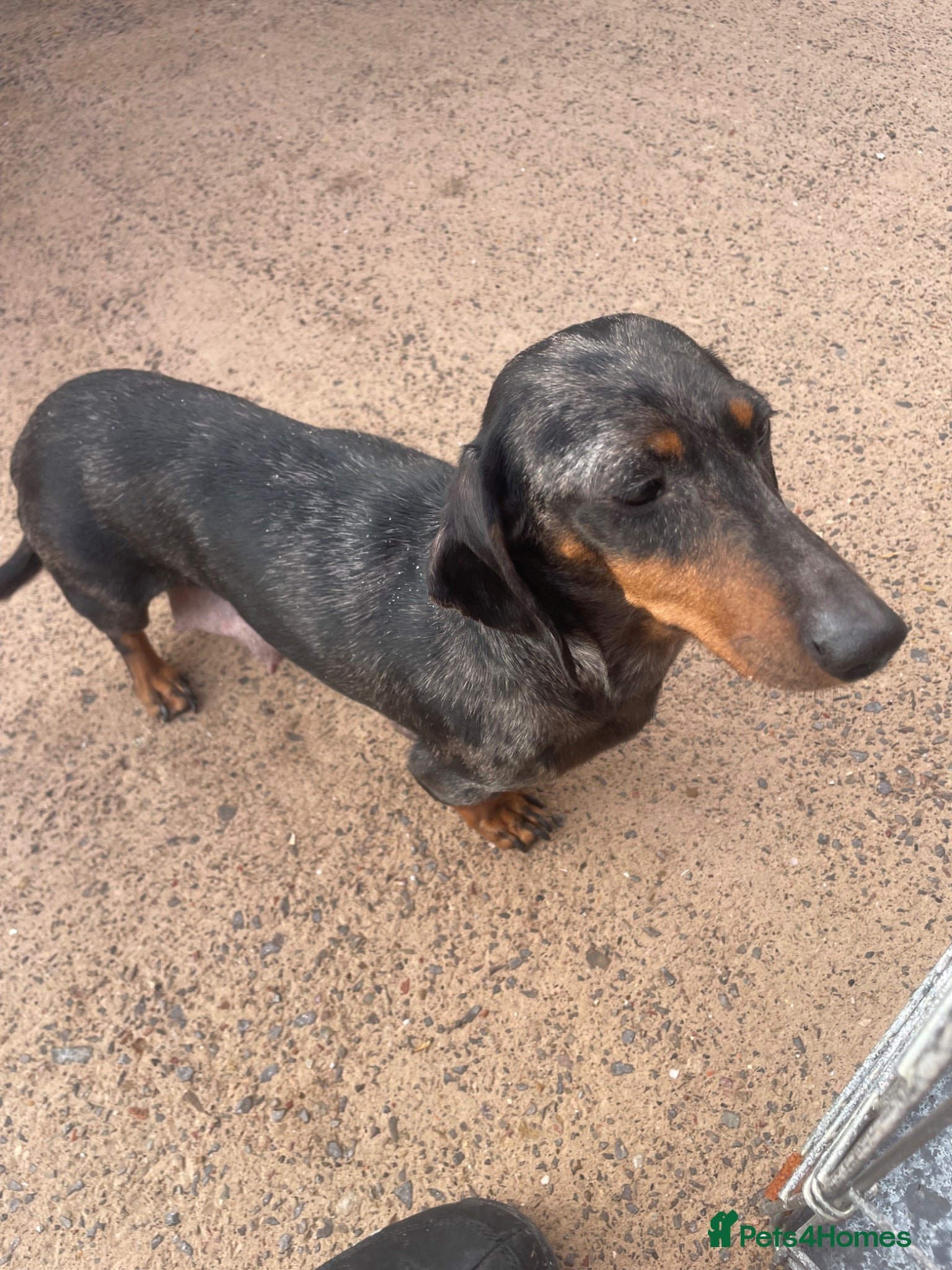 Dachshund dogs Dachshund  - Advert 3