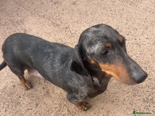 Dachshund dogs Dachshund - Advert 3