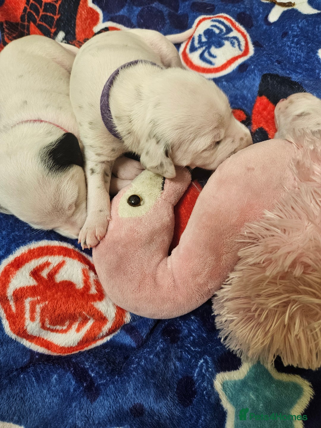 Dalmatian dogs for sale: 6 KC Dalmatian puppies Left - Image 18