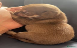 Chihuahua dogs for sale: Beautiful chihuahua pups - Image 13