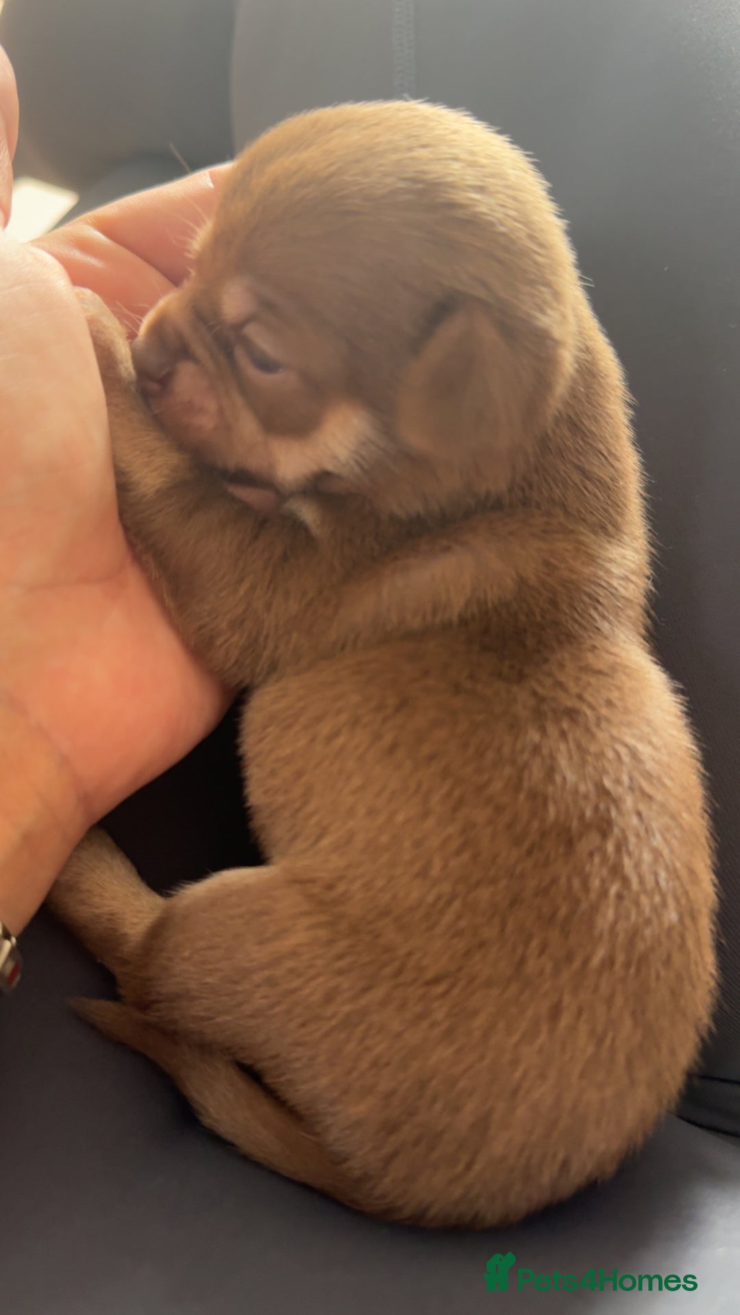 Chihuahua dogs for sale: Beautiful chihuahua pups - Image 13