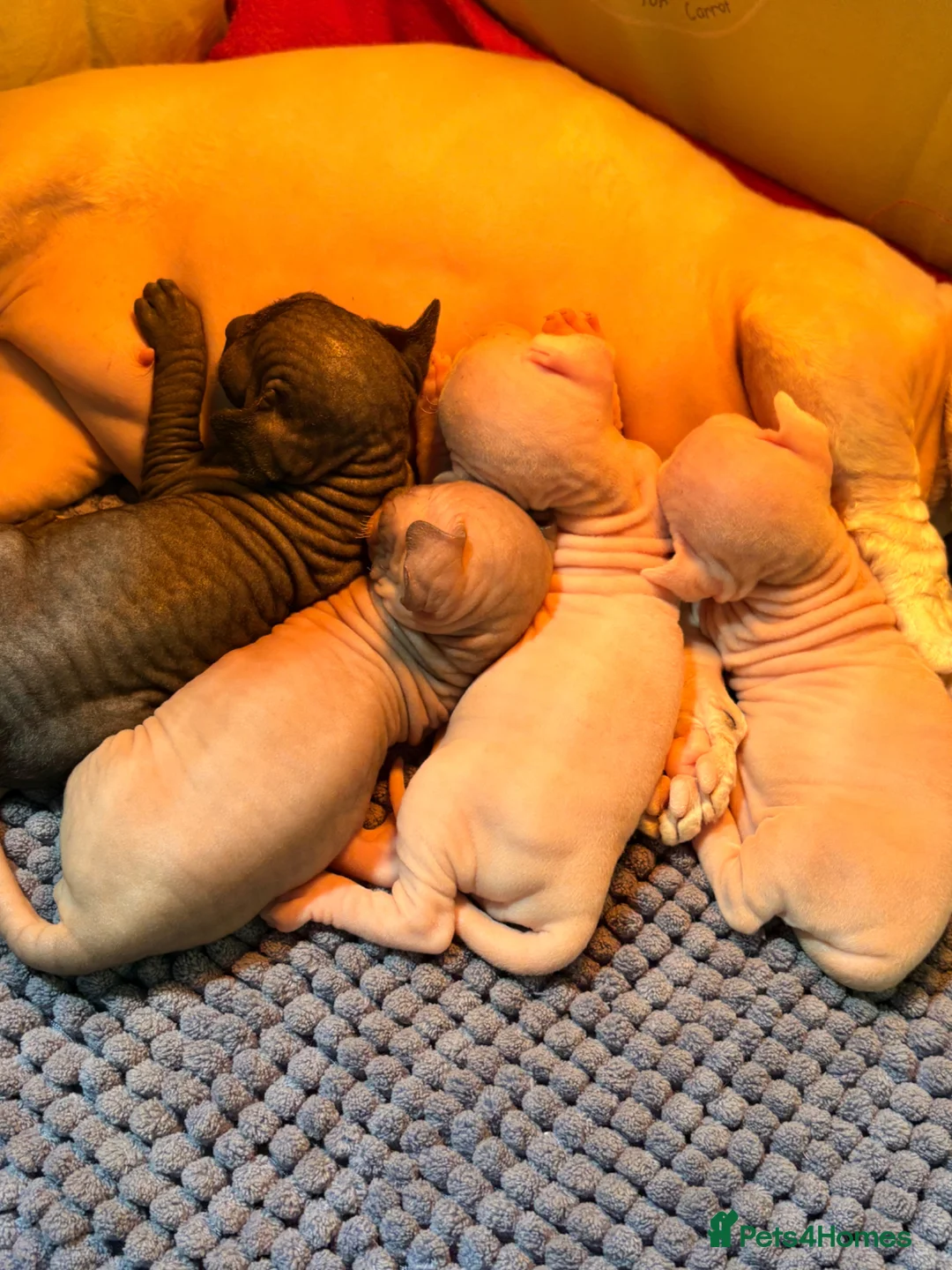 Sphynx cats for sale: Sphynx bambino kittens available 🐈‍⬛🐈 - Advert 1