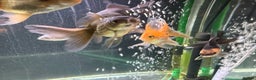 Goldfish fish for sale: Young Oranda Fancy goldfish for sale  - Advert 4