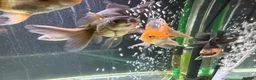 Goldfish fish for sale: Young Oranda Fancy goldfish for sale  - Advert 4