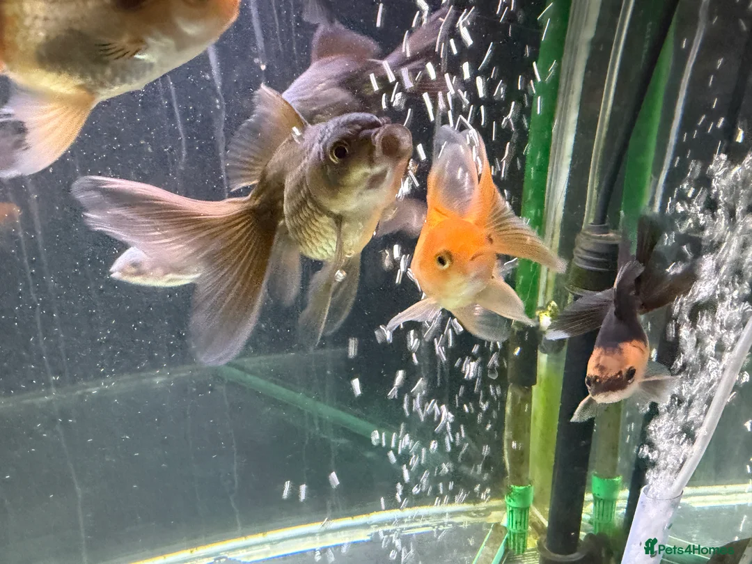 Goldfish fish for sale: Young Oranda Fancy goldfish for sale  - Advert 4