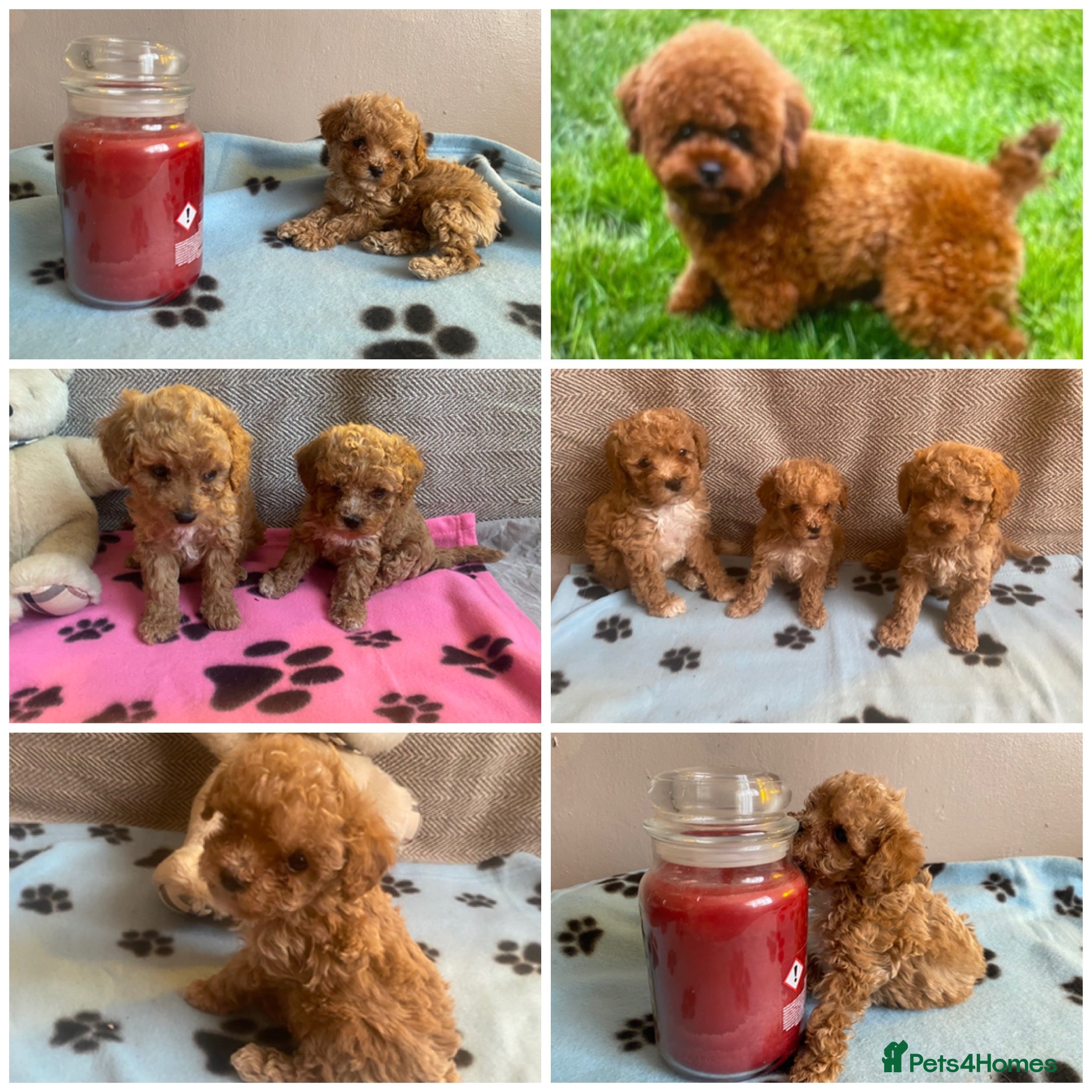 Maltipoo dogs RARE Tiny F1B Asian maltipoo puppies - Advert 10