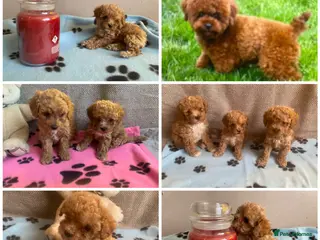 Maltipoo dogs RARE Tiny F1B Asian maltipoo puppies - Advert 8